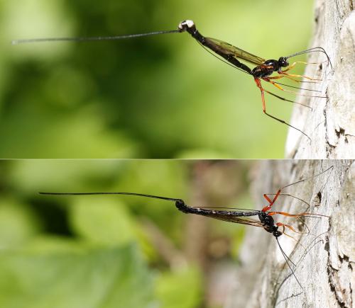 Dolichomitus imperator